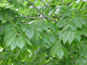 White ash leaves